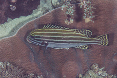 Plectorhinchus lessonii