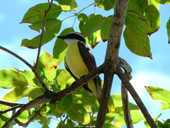 Pitangus sulphuratus