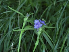 Tradescantia gigantea