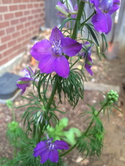 Delphinium ajacis