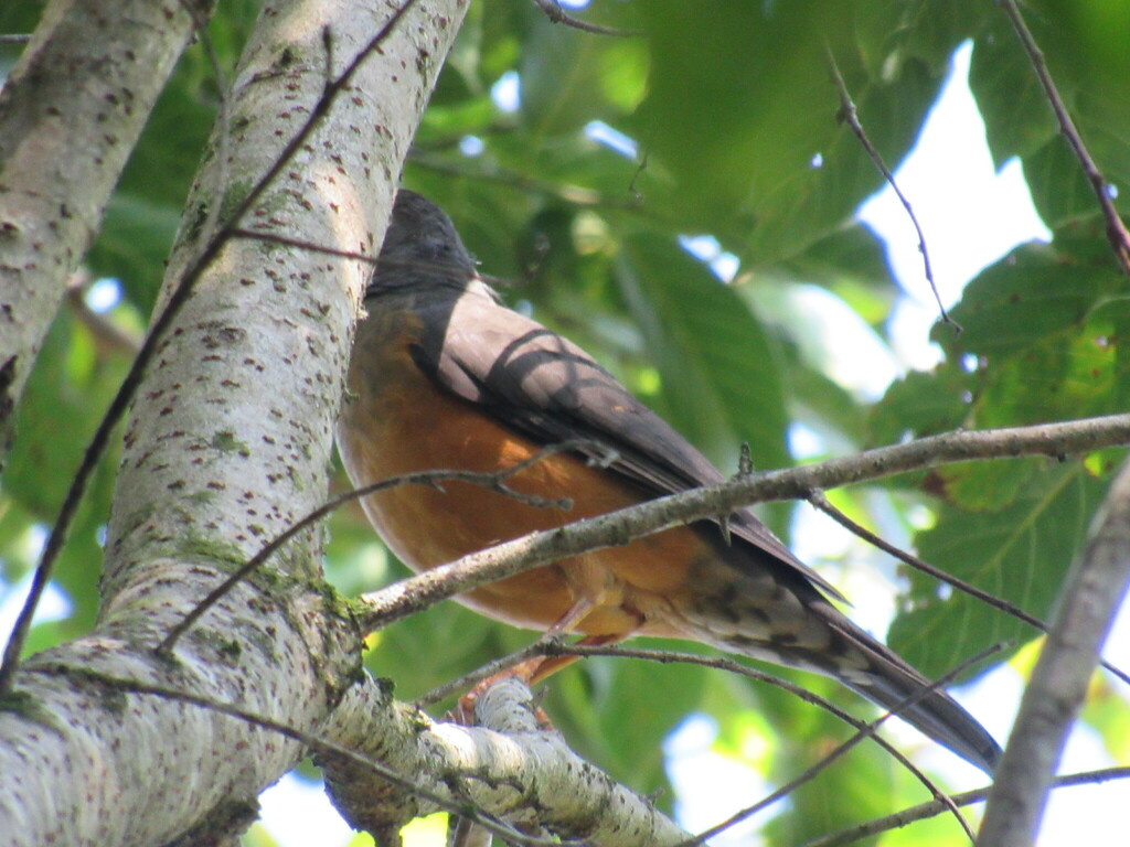 Olive Thrush from Iphithi Nature Reserve, Chelmsfordville, Gillitts ...