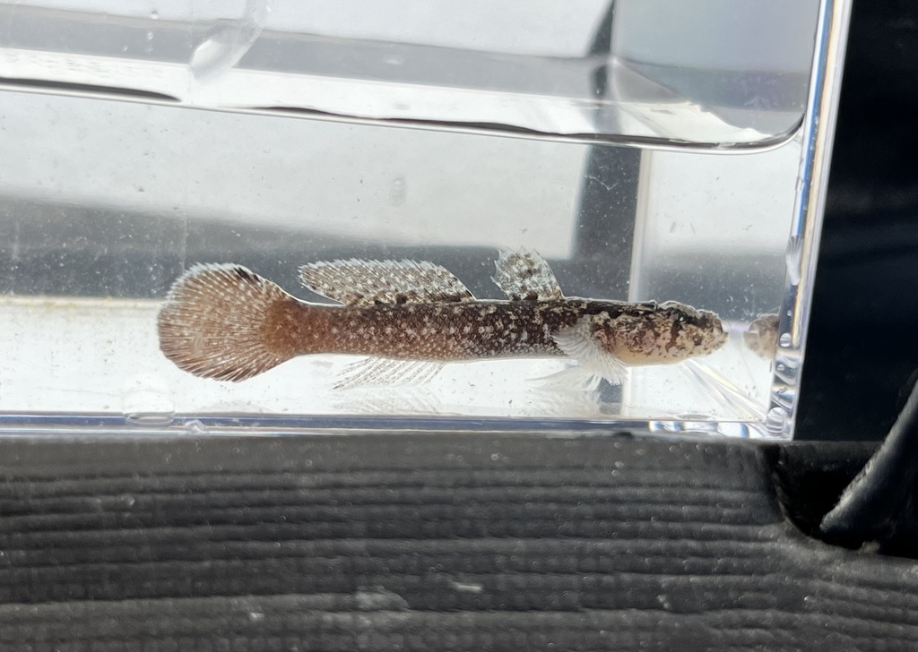 Okinawa flap-headed goby (Callogobius okinawae) — Gobiidae