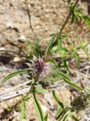 Monarda pectinata