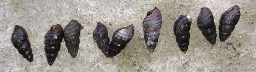 Semisulcospira gredleri