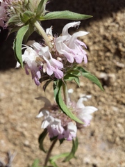 Monarda pectinata