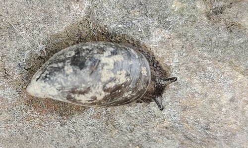 Succinea arundinetorum