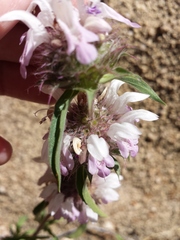 Monarda pectinata