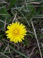 Crepis sancta