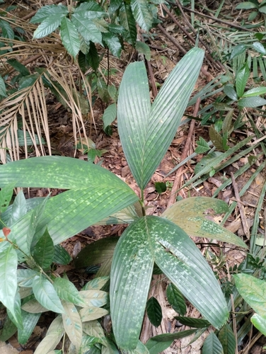 Pinanga disticha observed 2024-02-14