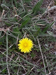 Crepis sancta