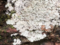 Lepraria normandinoides