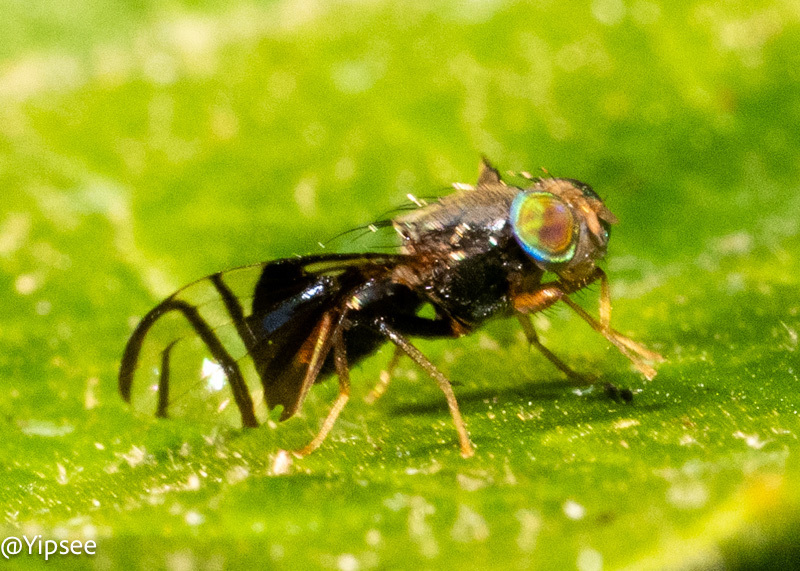 Philophylla