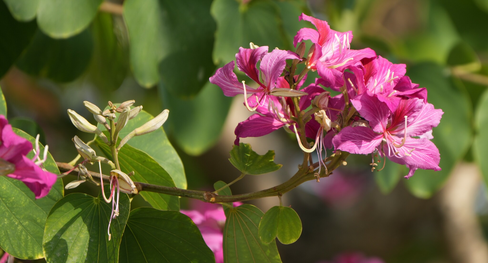 Imagem de Orquídea-de-hong-kong