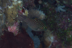 Canthigaster janthinoptera