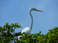 Ardea alba