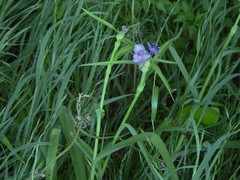 Tradescantia gigantea
