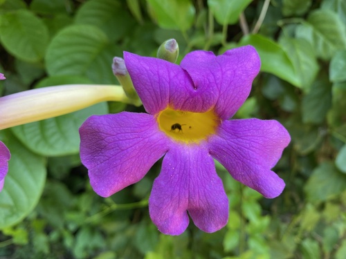 Amphilophium buccinatorium