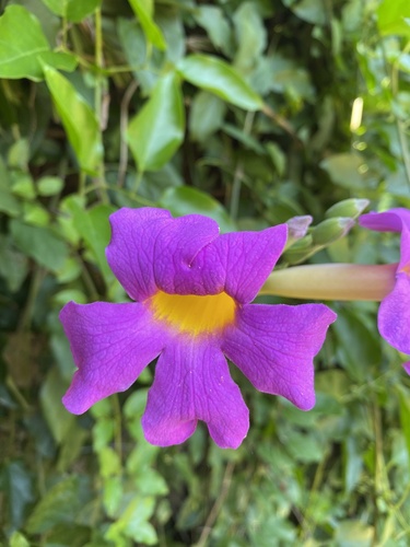 Amphilophium buccinatorium