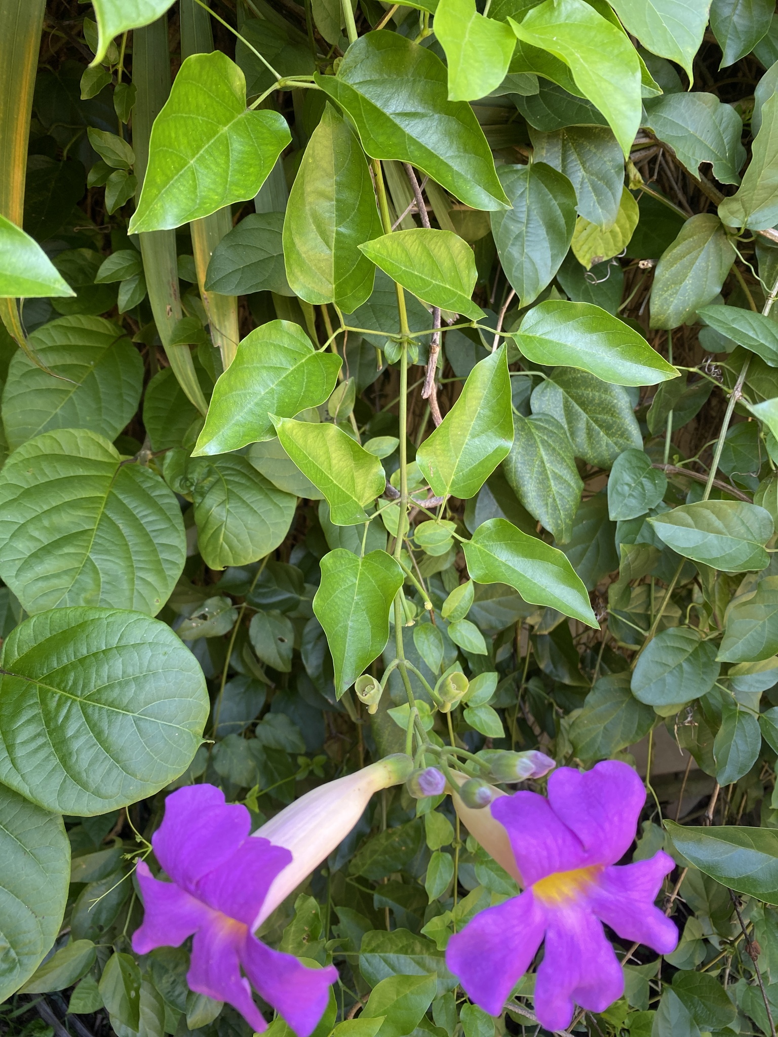 Imagem de Trombeta-chinesa