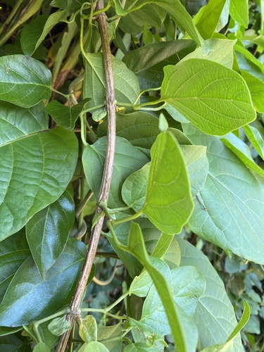 Amphilophium buccinatorium