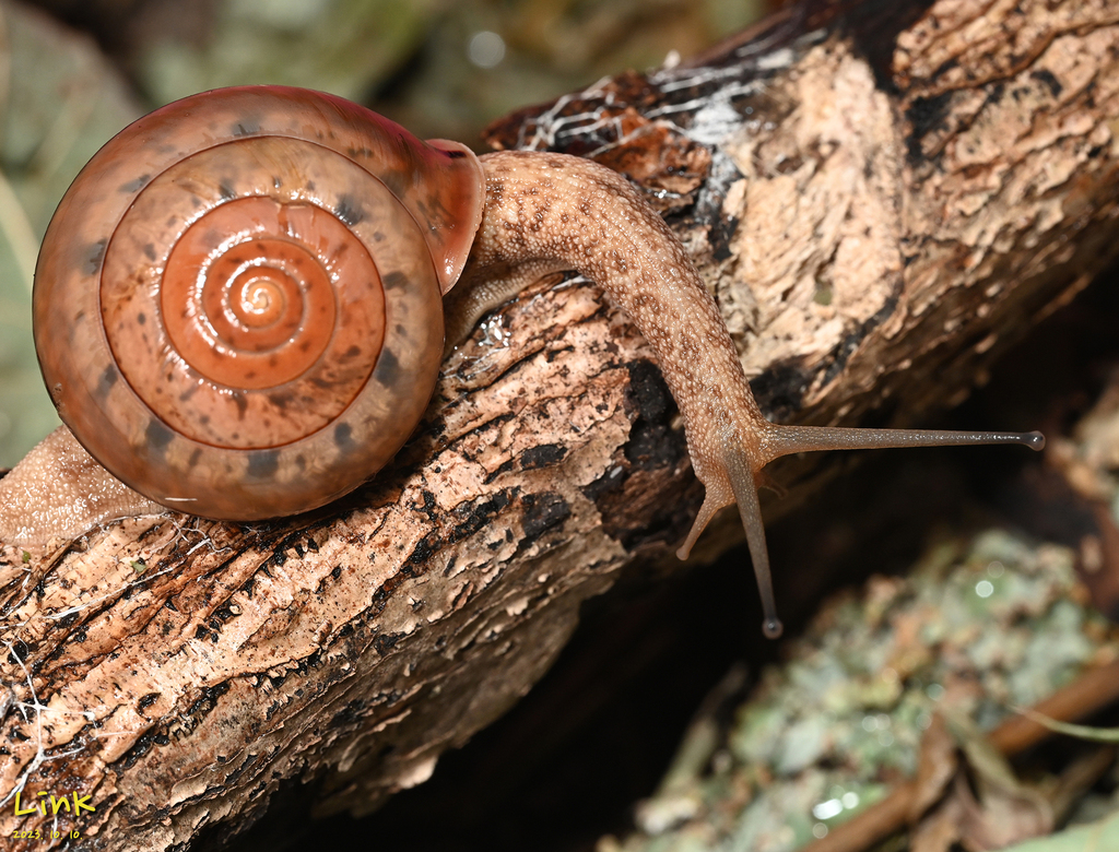 Satsuma myomphala