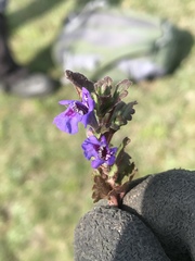 Glechoma hederacea