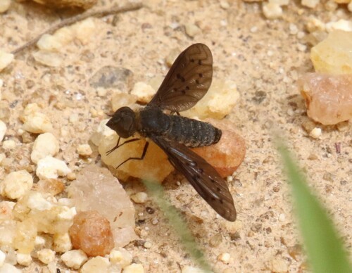 Heteralonia neurospila