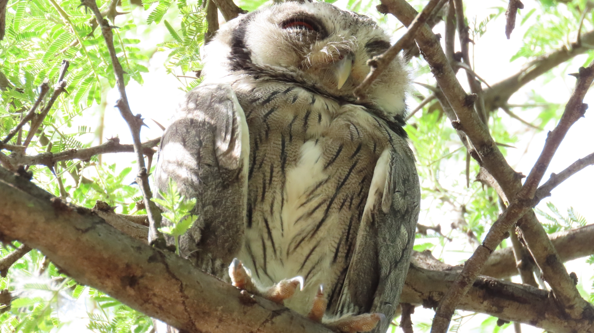 Southern White-faced Owl (Ptilopsis granti), photo 4