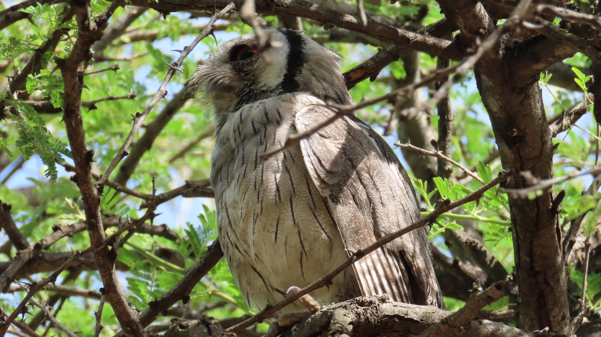 Southern White-faced Owl (Ptilopsis granti), photo 5