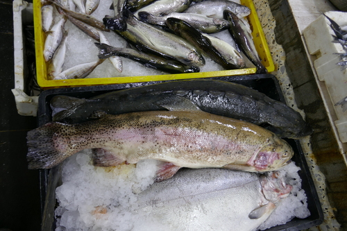 Kalifornijska pastrva (Oncorhynchus mykiss)