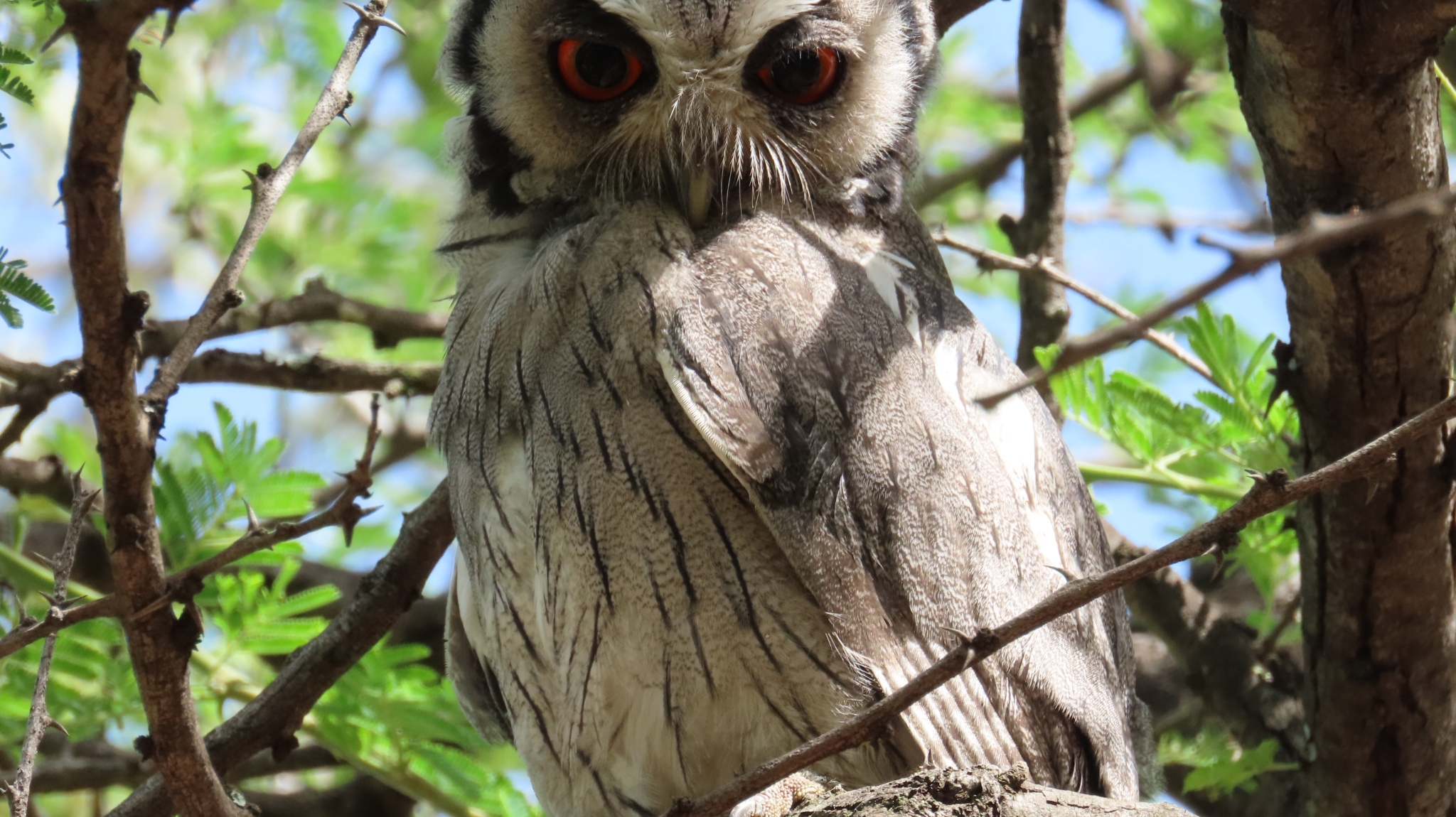 Southern White-faced Owl (Ptilopsis granti), photo 6