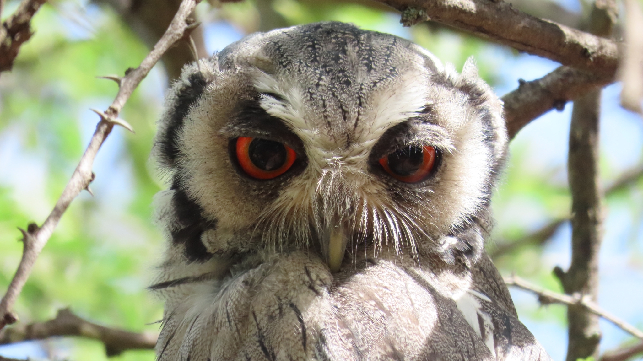 Southern White-faced Owl (Ptilopsis granti), photo 7