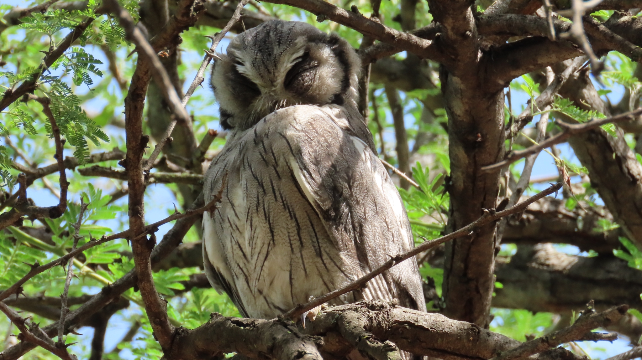 Southern White-faced Owl (Ptilopsis granti), photo 8