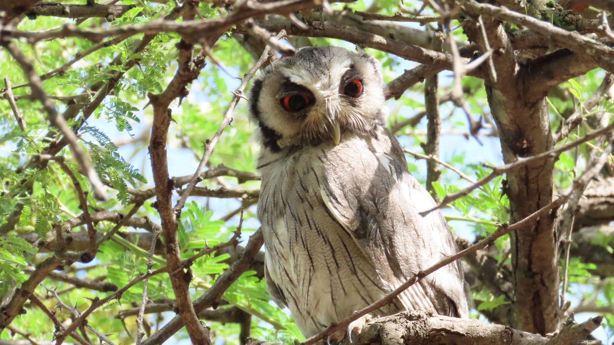 Southern White-faced Owl (Ptilopsis granti), photo 9