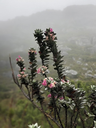 Kloof Amphithalea (Amphithalea imbricata)