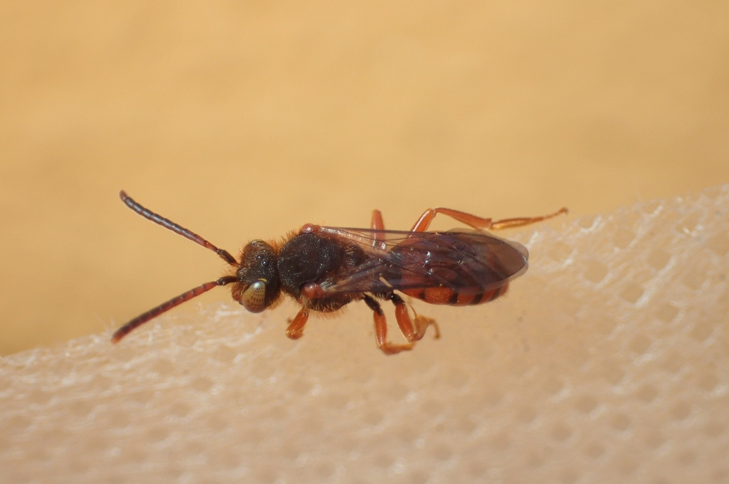 Nomada dira