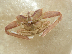 Latulambrus occidentalis image
