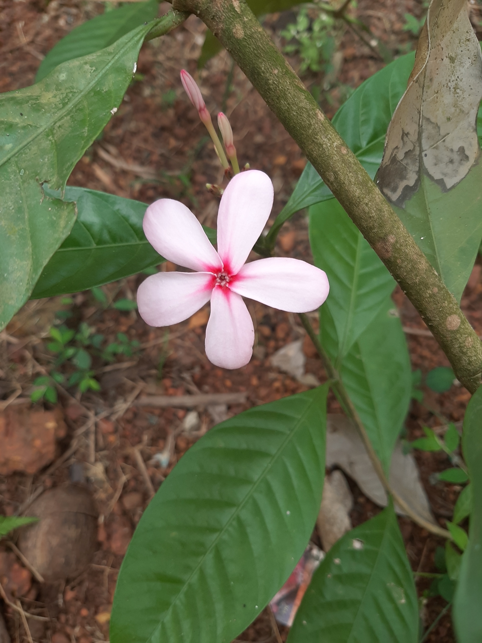 Imagem de Jasmim-de-madagascar