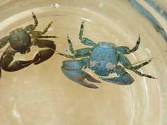 Petrolisthes cabrilloi