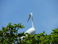 Ardea alba