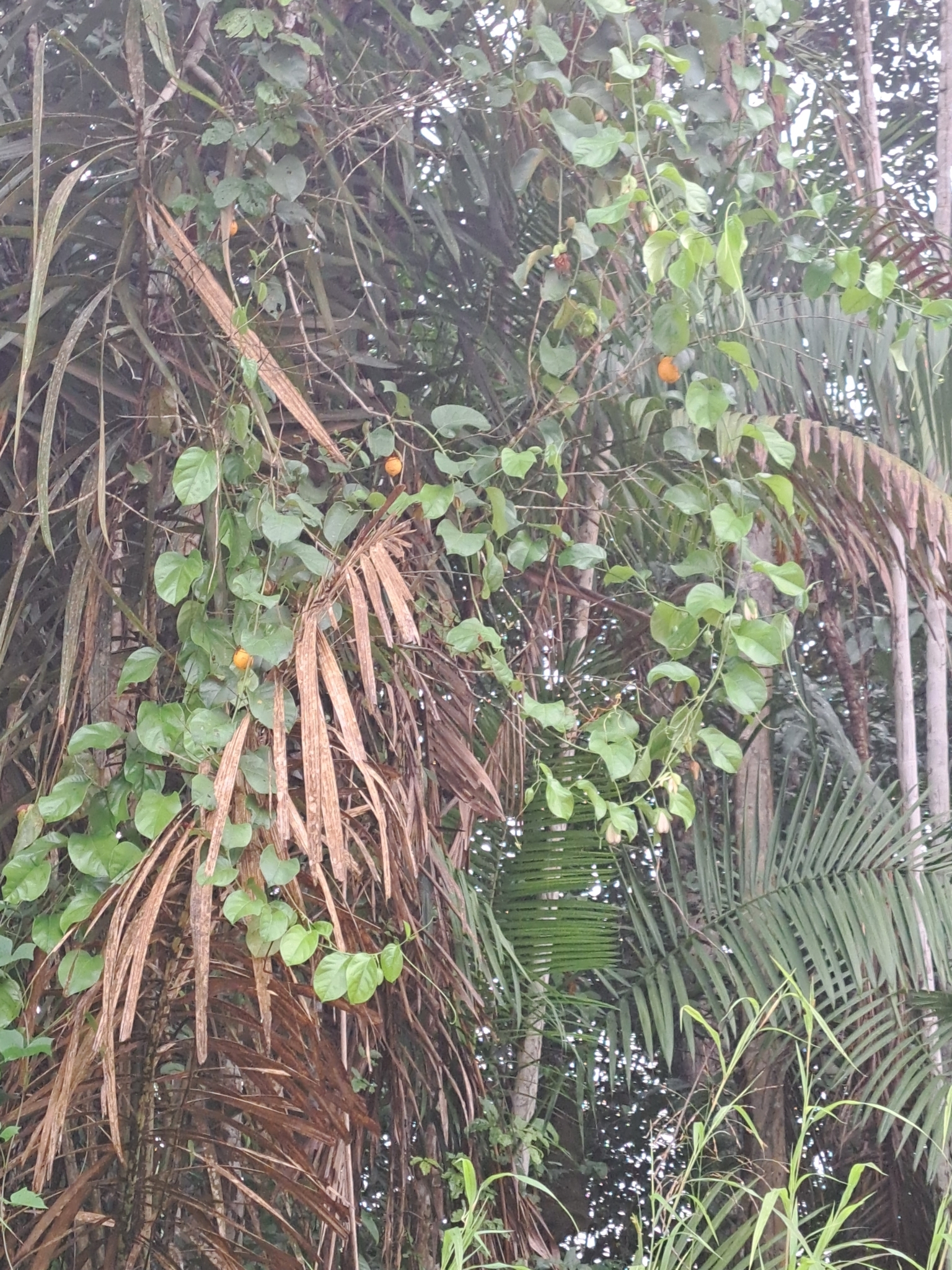 Imagem de Maracujá-do-mato