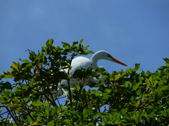 Ardea alba