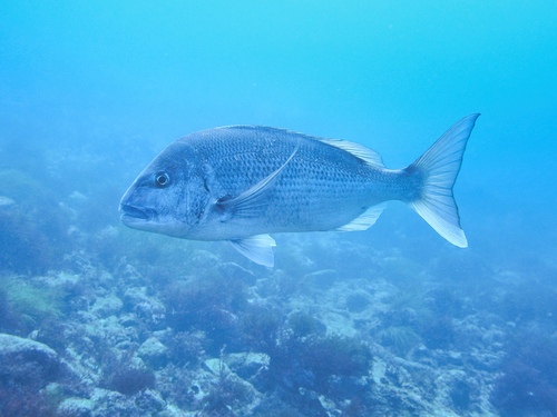 Red seabream (Pagrus major) — Sparidae — 2