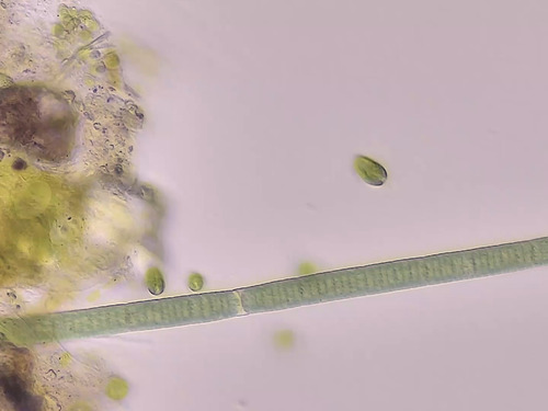 Oscillatoria