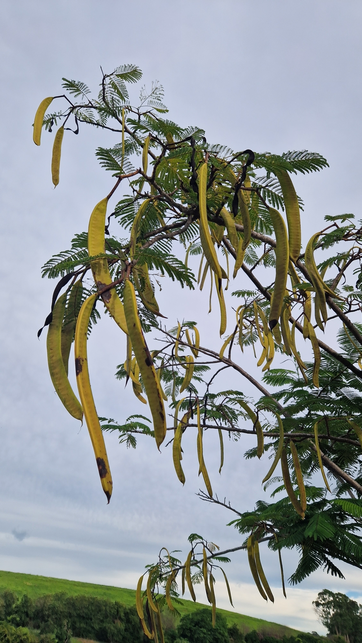 Delonix regia