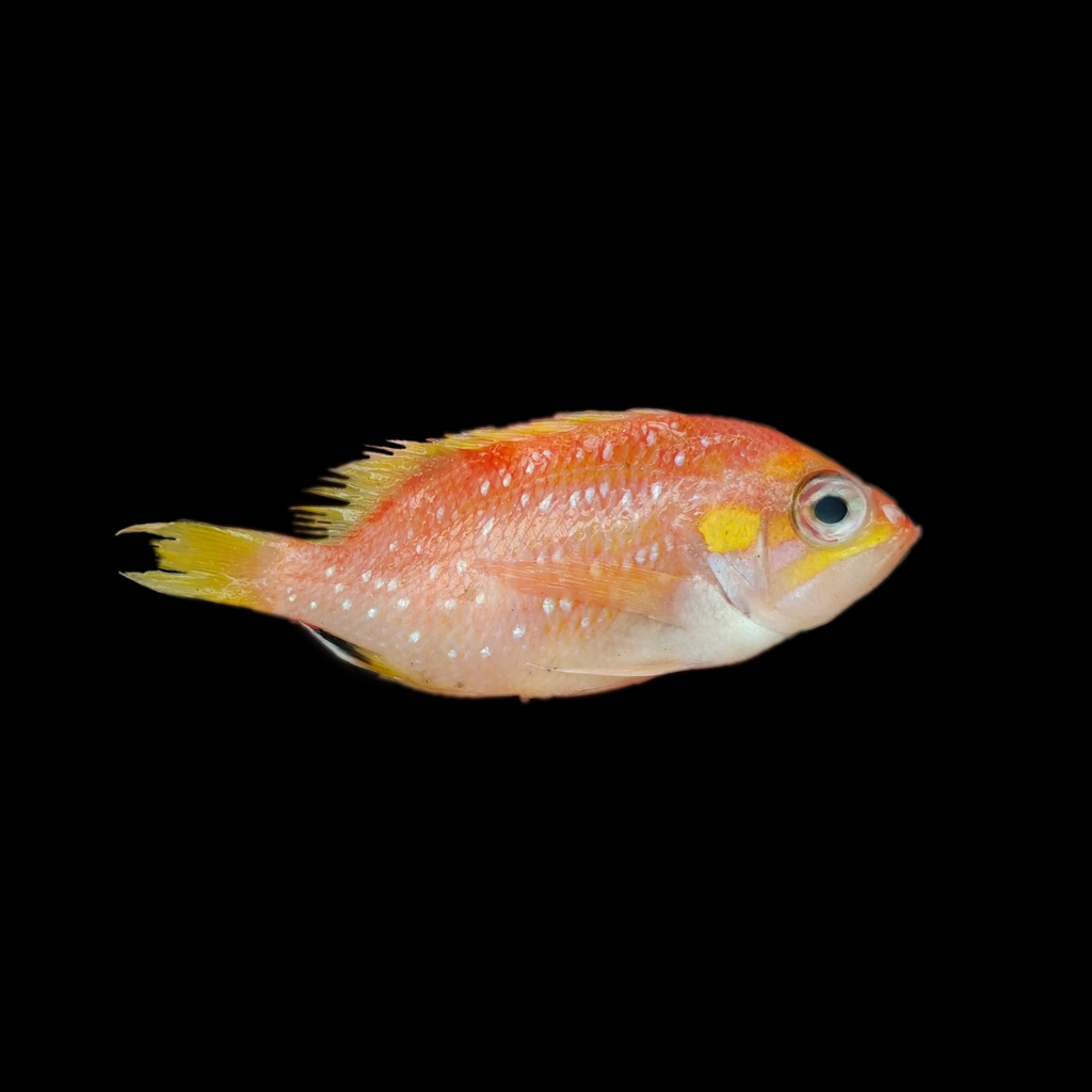 Pearl-Spotted Fairy Basslet