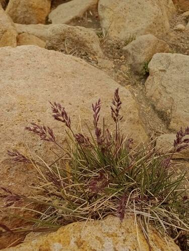 Poa obvallata