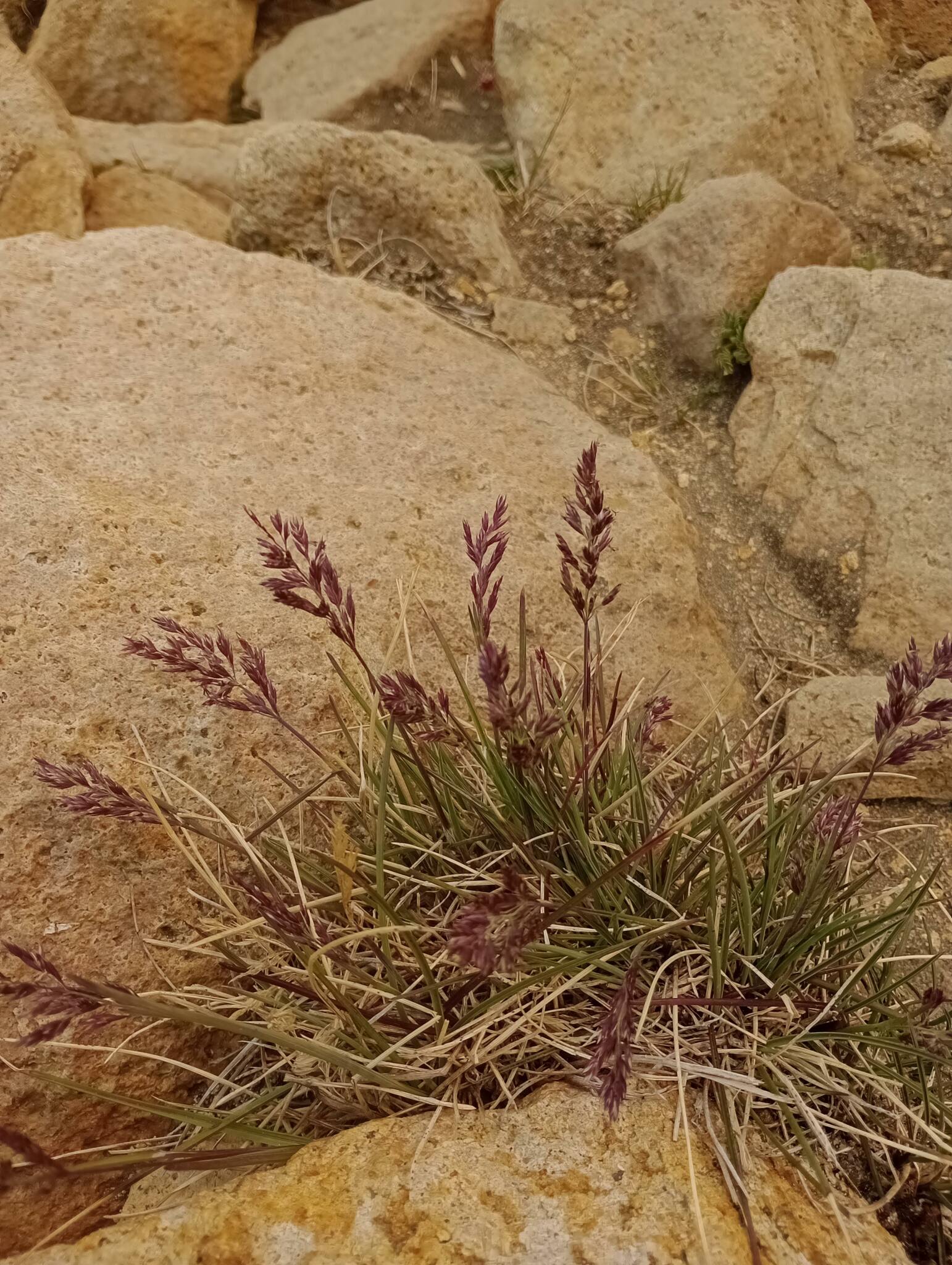 Poa obvallata