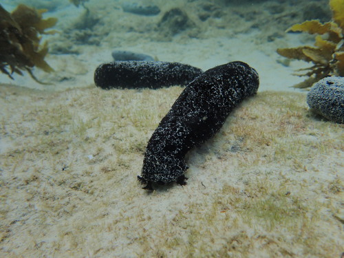 Black Sea Cucumber (Holothuria leucospilota)