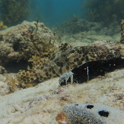 Longfin Rockcod (Epinephelus quoyanus)